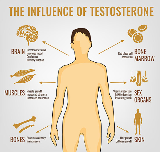 The influence of testosterone